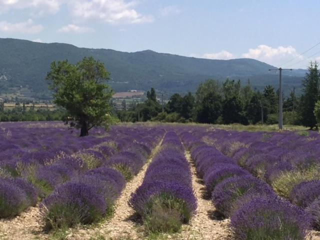 Logis Hotel Du Midi Salon-de-Provence Esterno foto